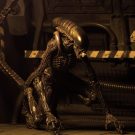 NECAOnline.com | Closer Look: Aliens 7
